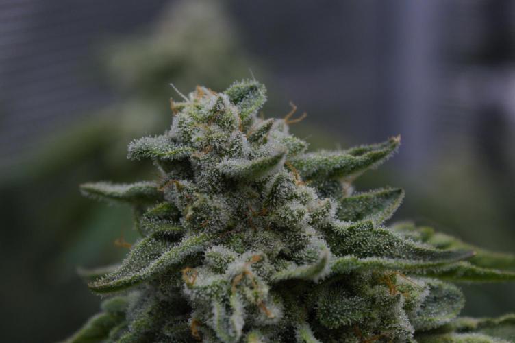 Frozen Nectar HappyPlant420 NFT. Week 14 - Day 56