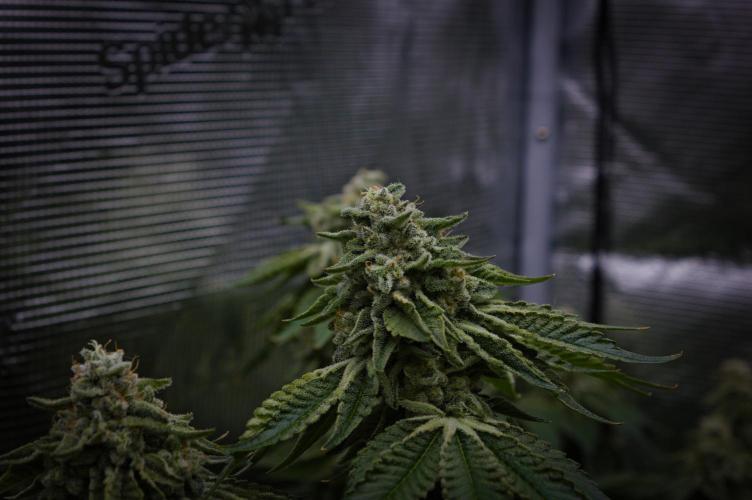 Frozen Nectar HappyPlant420 NFT. Week 14 - Day 56