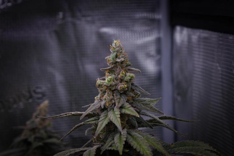 Aladdin Kush Khalifa Genetics NFT. Week 14 - Day 56