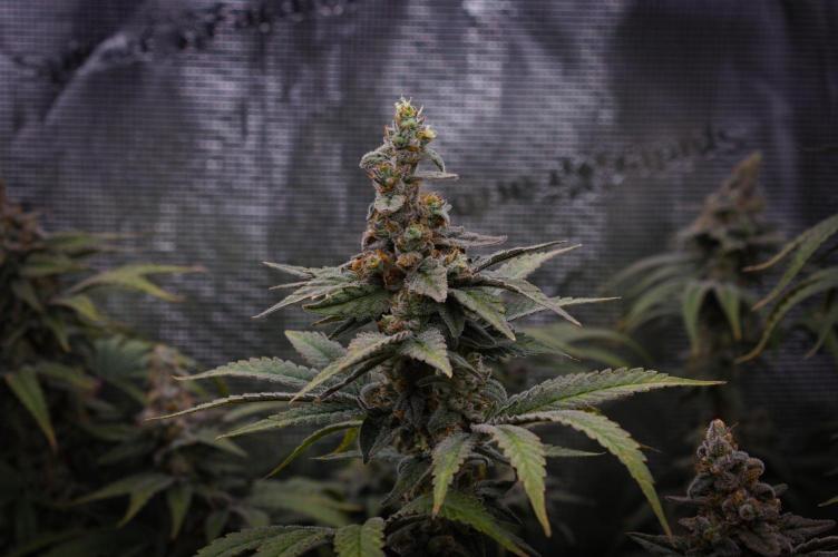 Aladdin Kush Khalifa Genetics NFT. Week 14 - Day 56