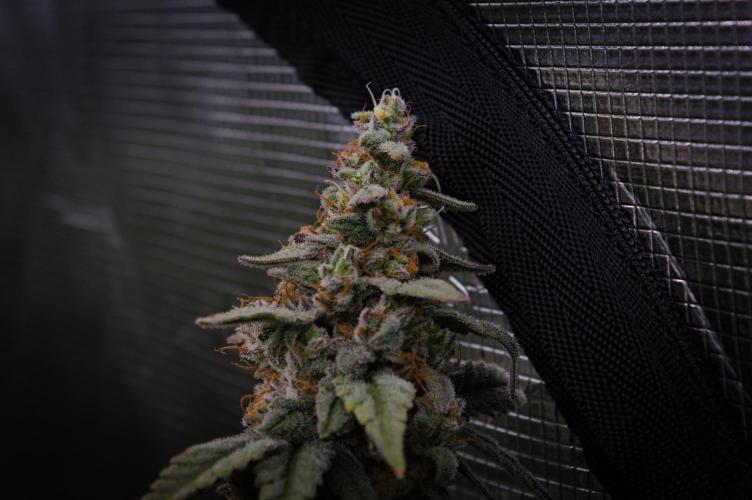 Aladdin Kush Khalifa Genetics NFT. Week 14 - Day 56