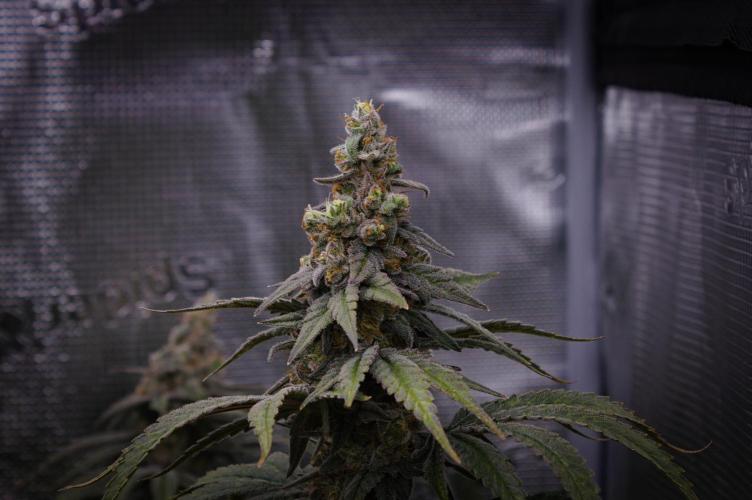 Aladdin Kush Khalifa Genetics NFT. Week 14 - Day 56