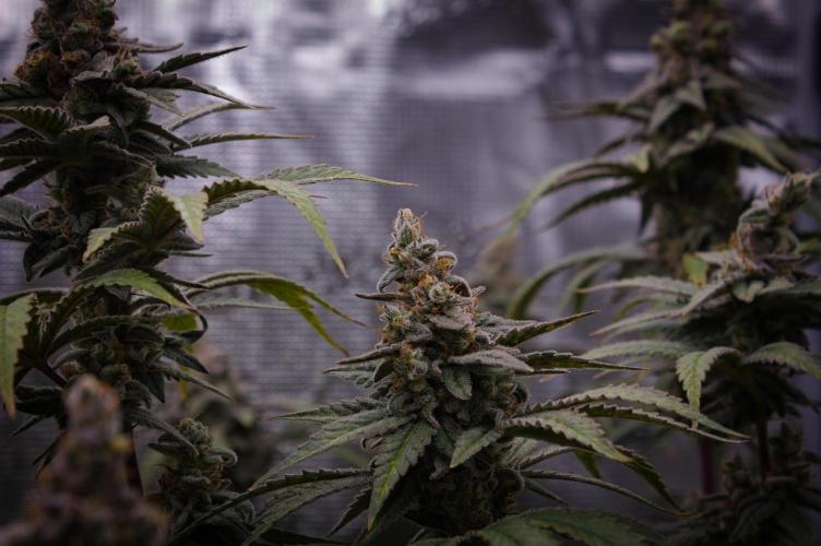 Aladdin Kush Khalifa Genetics NFT. Week 14 - Day 56