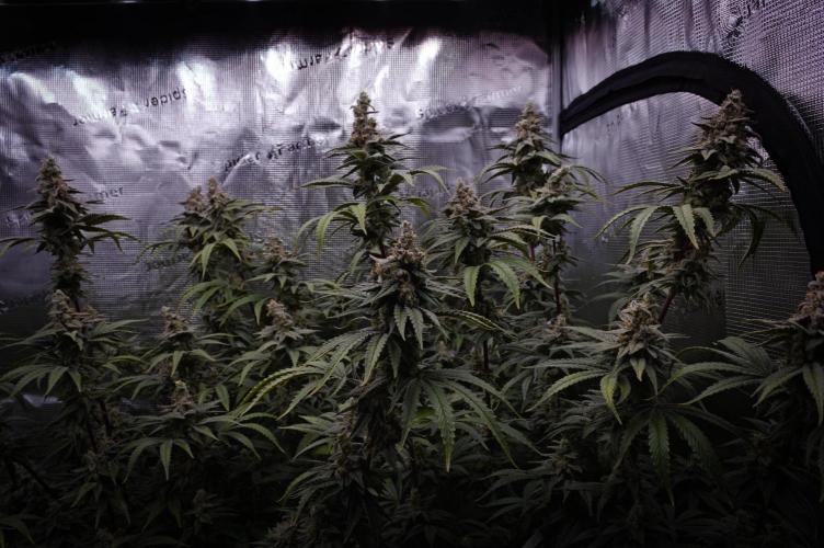 Aladdin Kush Khalifa Genetics NFT. Week 14 - Day 56