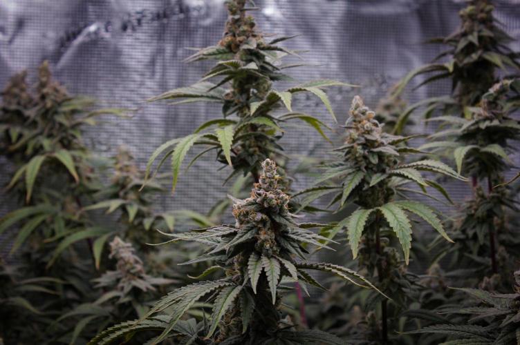 Aladdin Kush Khalifa Genetics NFT. Week 14 - Day 56