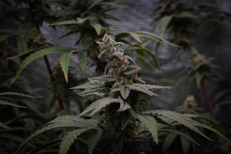 Aladdin Kush Khalifa Genetics NFT. Week 14 - Day 56