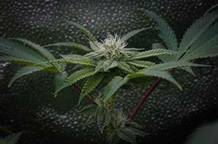 Cali Tings Wizard Trees SOIL. Week 11 - Day 21