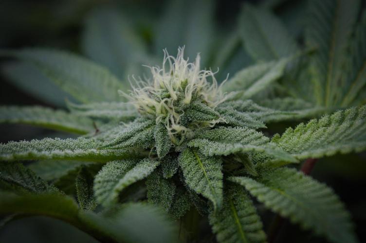 Cali Tings Wizard Trees SOIL. Week 11 - Day 21