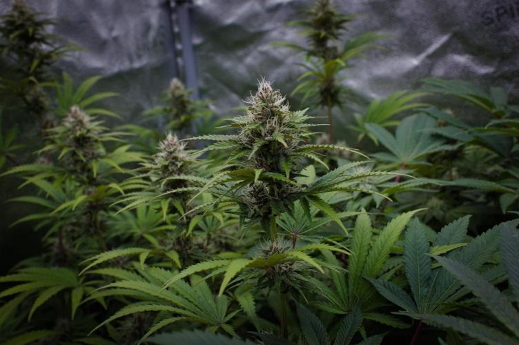 Sour Fruit Tartare Dutch Passion SOIL. Week 11 - Day 21