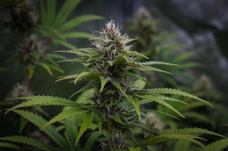 Sour Fruit Tartare Dutch Passion SOIL. Week 11 - Day 21