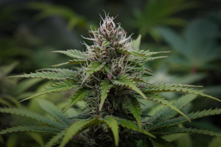 Sour Fruit Tartare Dutch Passion SOIL. Week 11 - Day 21
