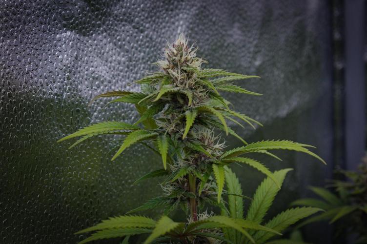 Sour Fruit Tartare Dutch Passion SOIL. Week 11 - Day 21