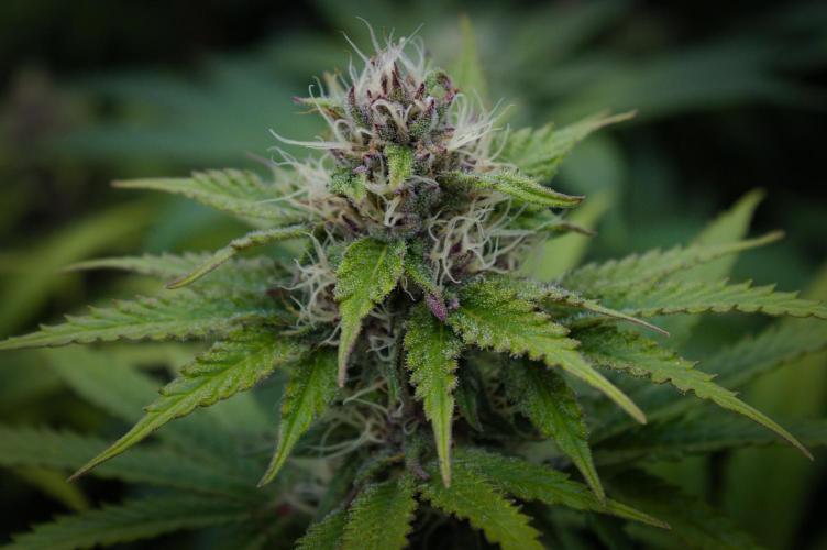 Sour Fruit Tartare Dutch Passion SOIL. Week 11 - Day 21