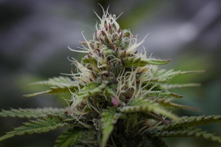 Sour Fruit Tartare Dutch Passion SOIL. Week 11 - Day 21