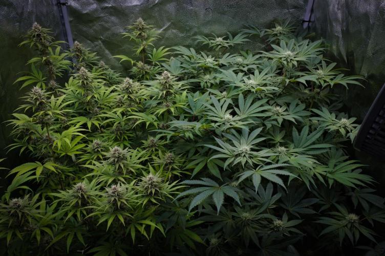 Sour Fruit Tartare Dutch Passion SOIL. Week 11 - SFT Left