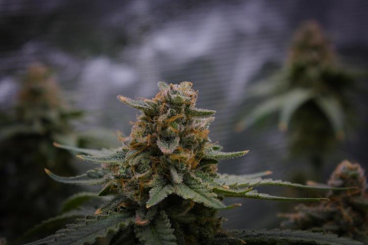 Durian Pie HappyPlant420 NFT. Week 15 - Day 63