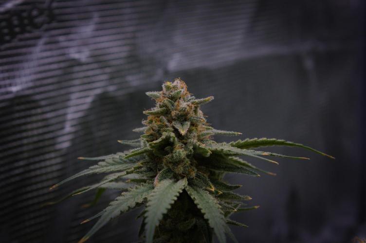 Durian Pie HappyPlant420 NFT. Week 15 - Day 63