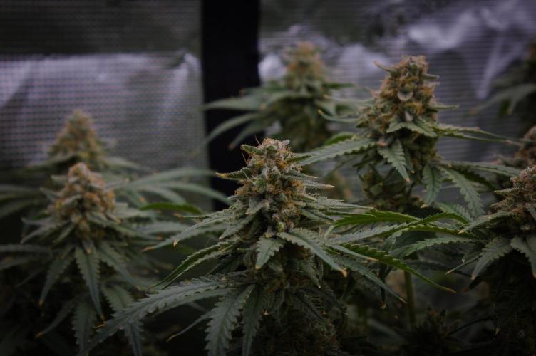 Durian Pie HappyPlant420 NFT. Week 15 - Day 63