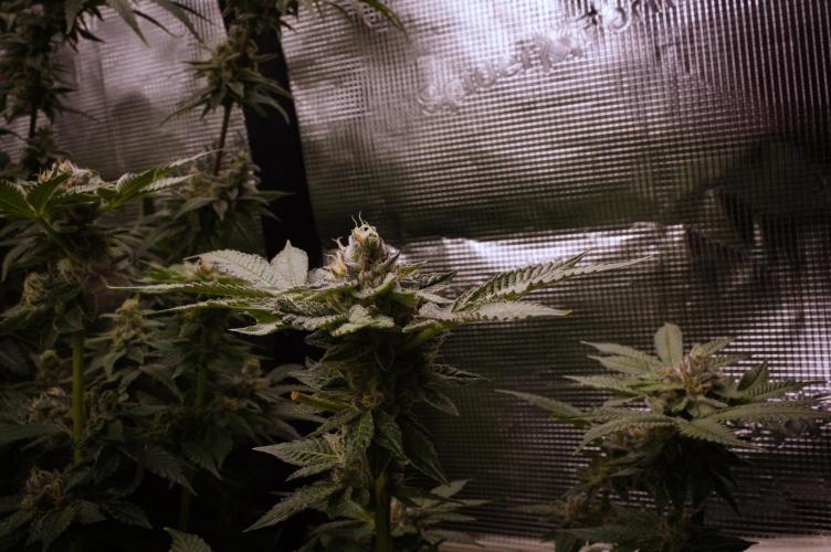 Slush Mint Cake Dutch Passion NFT. Week 14 - Harvest