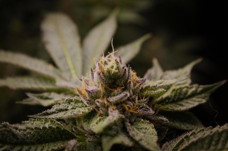Slush Mint Cake Dutch Passion NFT. Week 14 - Harvest