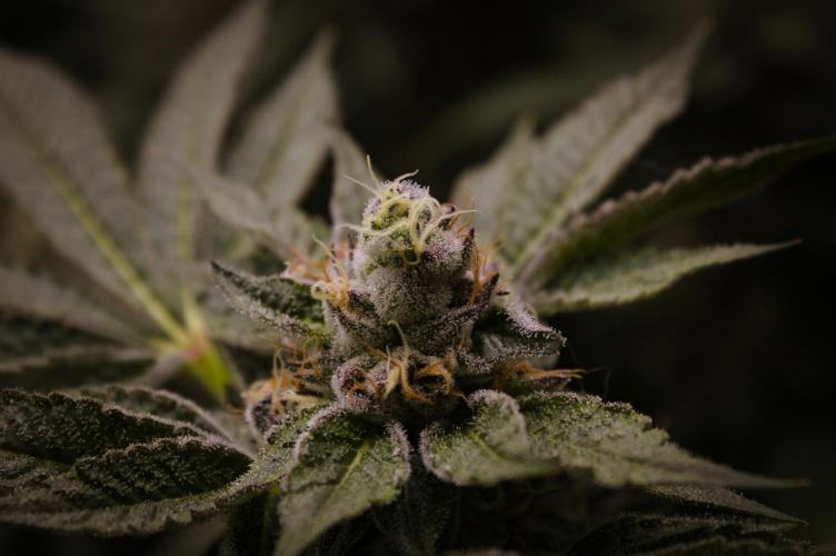 Slush Mint Cake Dutch Passion NFT. Week 14 - Harvest