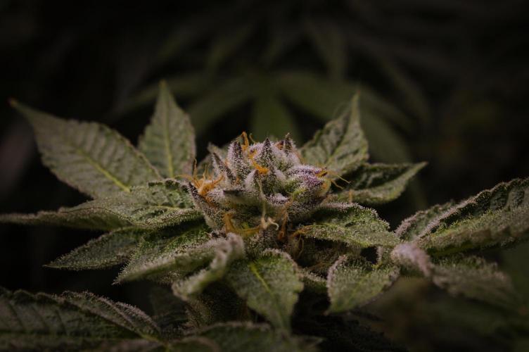 Slush Mint Cake Dutch Passion NFT. Week 14 - Harvest