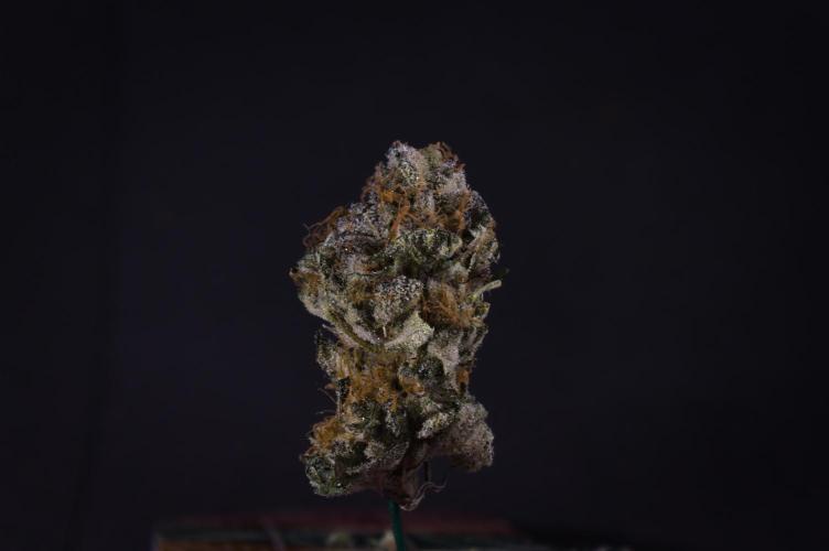 Slush Mint Cake Dutch Passion NFT. Week 14 - Dry