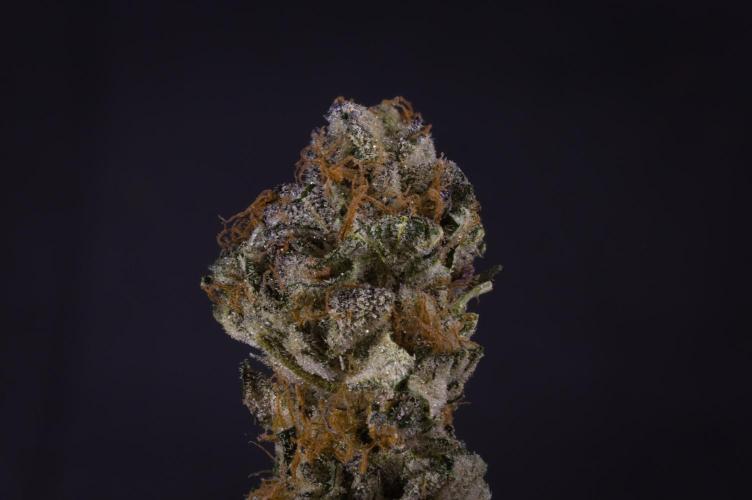 Slush Mint Cake Dutch Passion NFT. Week 14 - Dry