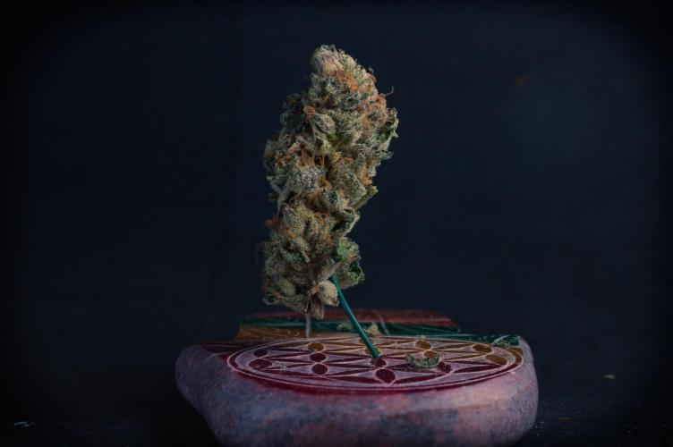 Slush Mint Cake Dutch Passion NFT. Week 14 - Dry