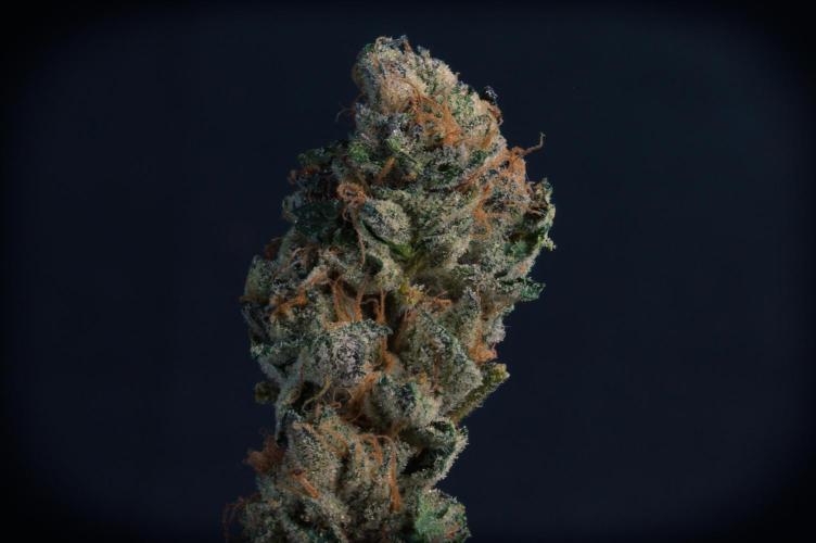 Slush Mint Cake Dutch Passion NFT. Week 14 - Dry