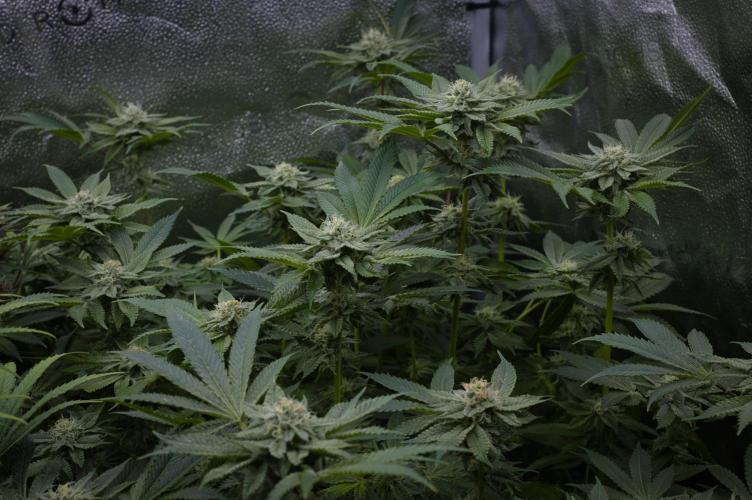 Cali Tings Wizard Trees SOIL. Week 12 - Day 28