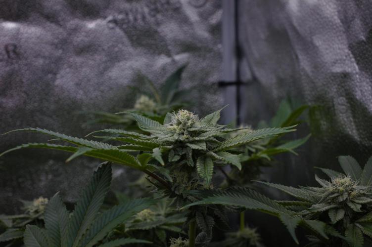 Cali Tings Wizard Trees SOIL. Week 12 - Day 28