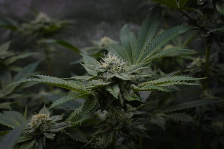 Cali Tings Wizard Trees SOIL. Week 12 - Day 28
