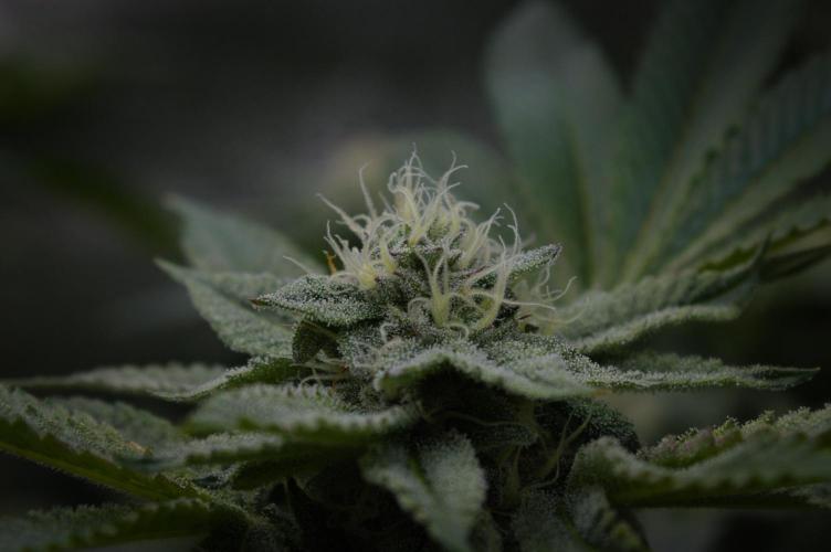 Cali Tings Wizard Trees SOIL. Week 12 - Day 28