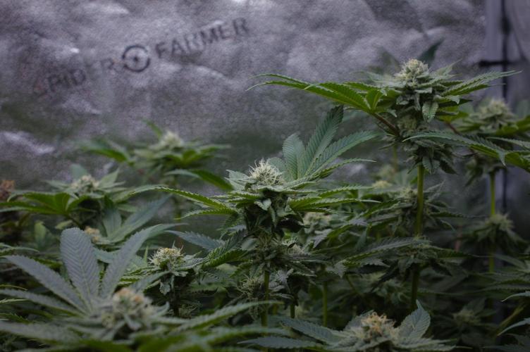 Cali Tings Wizard Trees SOIL. Week 12 - Day 28