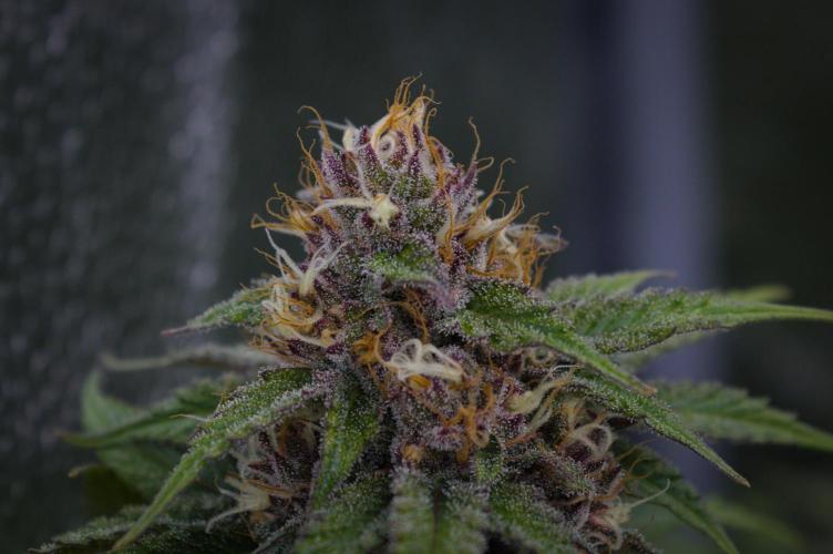 Sour Fruit Tartare Dutch Passion SOIL. Week 12 - Day 28