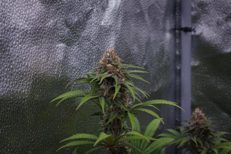 Sour Fruit Tartare Dutch Passion SOIL. Week 12 - Day 28