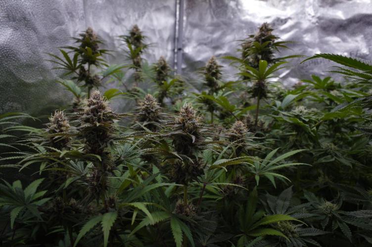 Sour Fruit Tartare Dutch Passion SOIL. Week 12 - Day 28