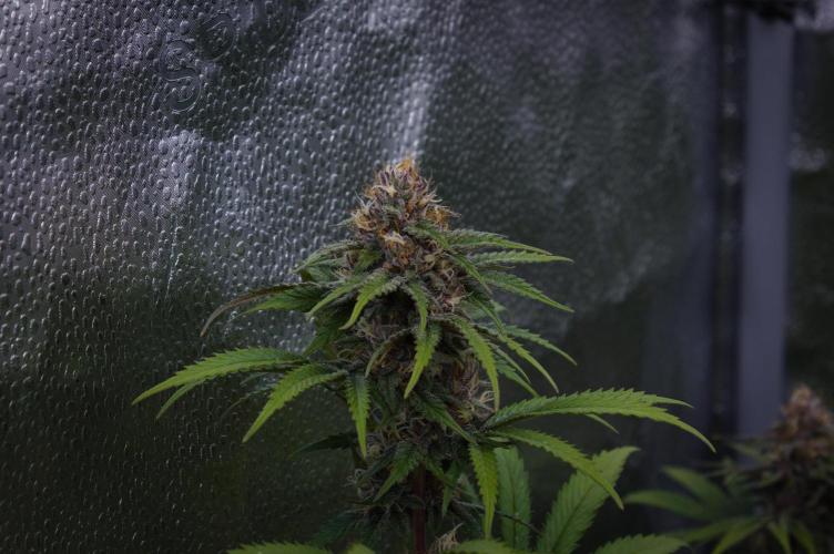 Sour Fruit Tartare Dutch Passion SOIL. Week 12 - Day 28