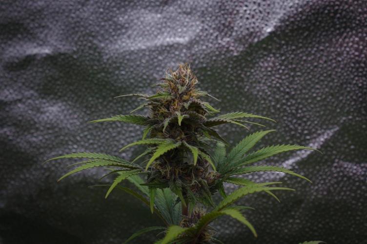 Sour Fruit Tartare Dutch Passion SOIL. Week 12 - Day 28