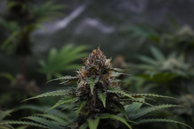 Sour Fruit Tartare Dutch Passion SOIL. Week 12 - Day 28