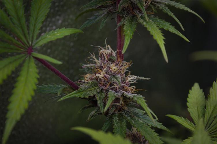 Sour Fruit Tartare Dutch Passion SOIL. Week 12 - Day 28