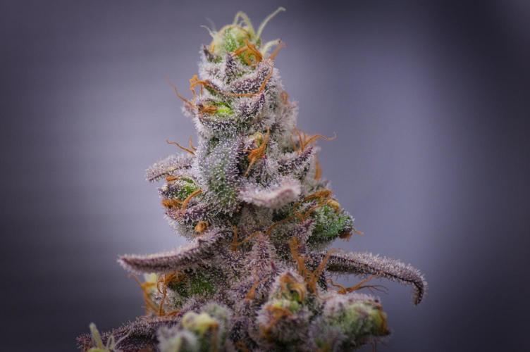 Aladdin Kush Khalifa Genetics NFT. Week 15 - Harvest