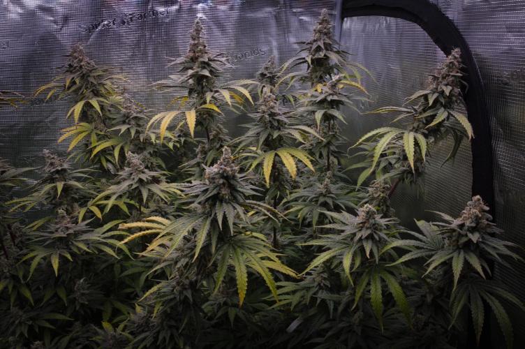 Aladdin Kush Khalifa Genetics NFT. Week 15 - Harvest