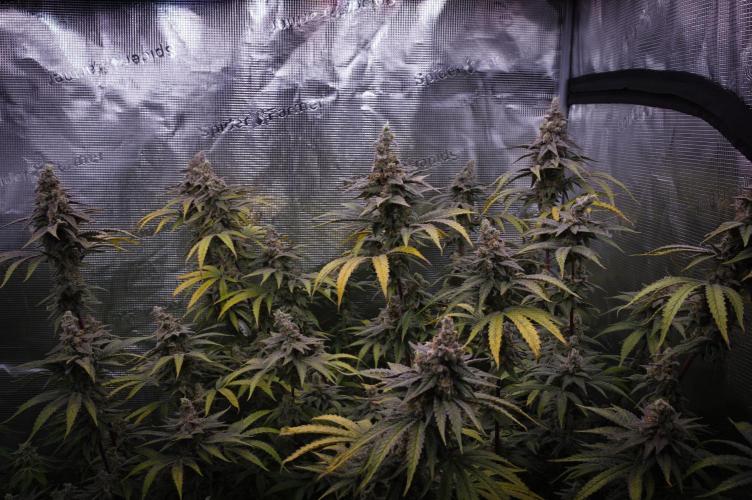 Aladdin Kush Khalifa Genetics NFT. Week 15 - Harvest