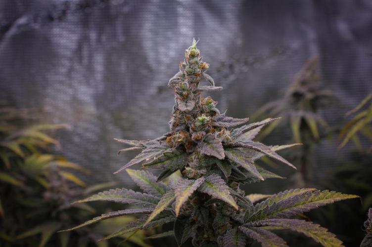 Aladdin Kush Khalifa Genetics NFT. Week 15 - Harvest