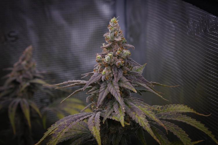 Aladdin Kush Khalifa Genetics NFT. Week 15 - Harvest