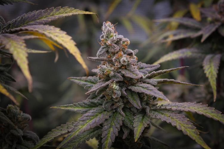 Aladdin Kush Khalifa Genetics NFT. Week 15 - Harvest