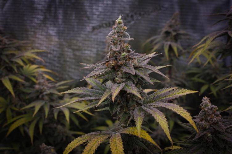 Aladdin Kush Khalifa Genetics NFT. Week 15 - Harvest