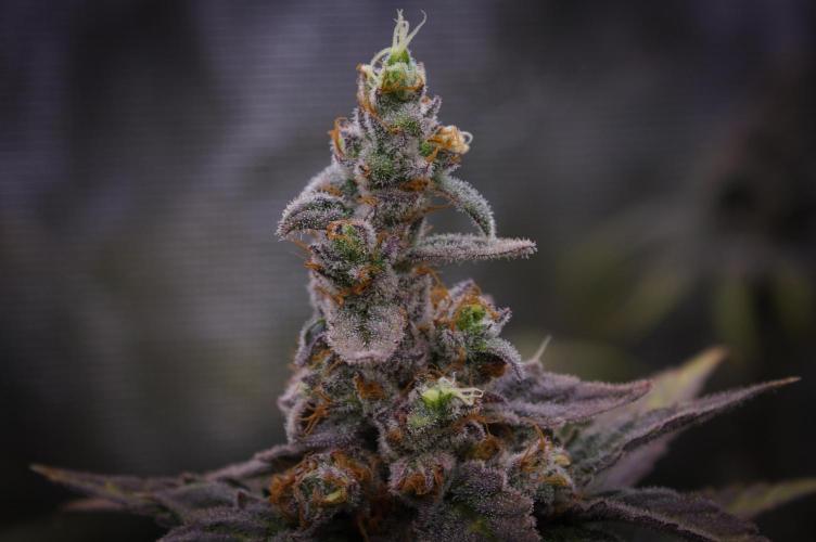 Aladdin Kush Khalifa Genetics NFT. Week 15 - Harvest